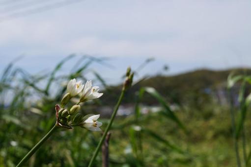 野に咲く花 野に咲く花 自然,景色,花の写真素材