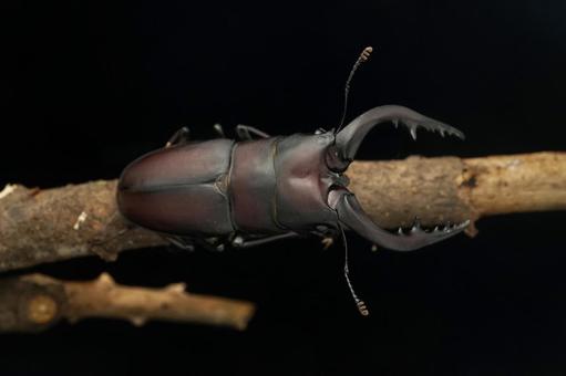 ノコギリクワガタ ノコギリクワガタの写真