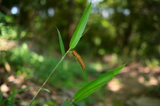 毛虫の写真