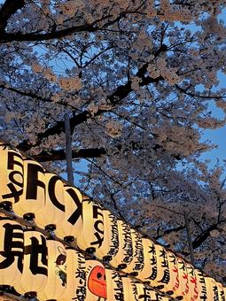 Cherry Blossoms at Night, JPG