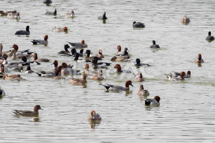 湖に集まるカモたちの群れ ヒドリガモ,カモ,野鳥の写真素材