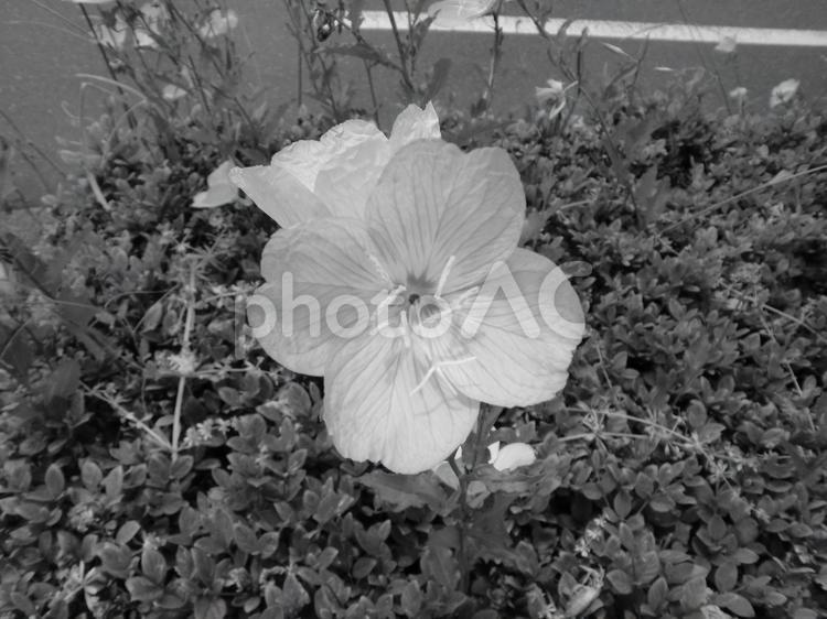 モノクロ写真のネモフィラの花 植物,花,ムラサキ科の写真素材