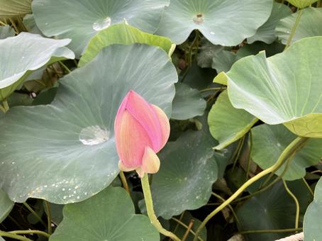 雨の日の大賀ハス 大賀ハス,雨,葉の写真素材