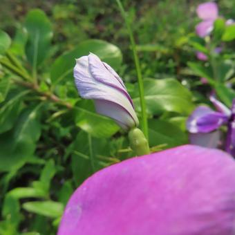 ニチニチソウ（日々草）の写真