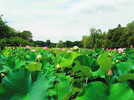 夏の蓮池 夏の蓮池 蓮,蓮池,夏の写真素材