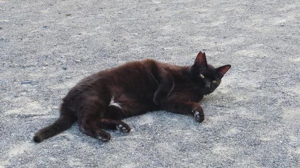 へそ天して寛ぐもふもふで可愛い黒猫 へそ天して寛ぐもふもふで可愛い黒猫 黒猫,猫,ヘソ天の写真素材