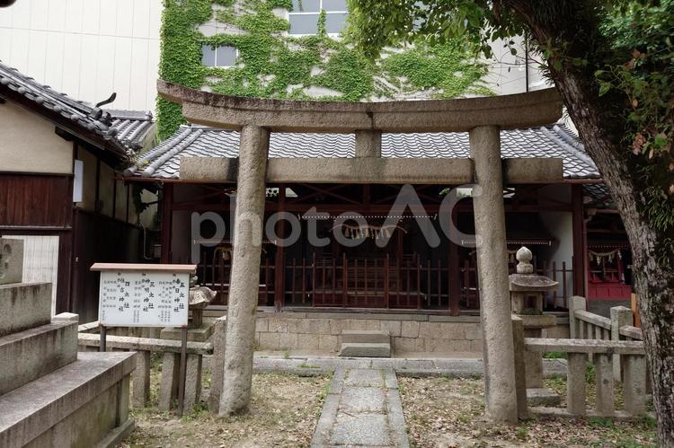 大阪府-感田神社-五之社 感田神社,神社,五之社の写真素材