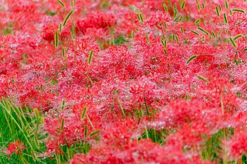 雨露に濡れる彼岸花の群生 雨露に濡れる彼岸花の群生 彼岸花,曼珠沙華,赤の写真素材
