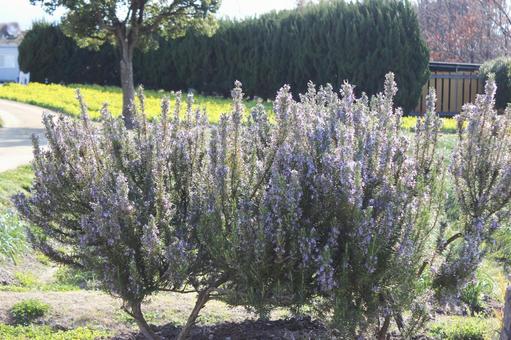 ラベンダー 自然,春,3月の写真素材