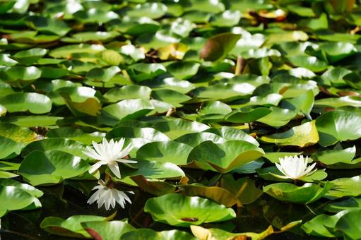 辺を彩る白いスイレンの花 辺を彩る白いスイレンの花の写真