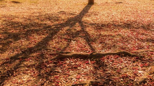 秋 秋,枯葉,落ち葉の写真素材