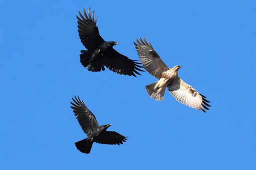 カラスの迎撃を受けるノスリ ノスリ,カラス,空戦の写真素材
