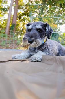 枝食べるワンコ 犬,わんこ,犬科の写真素材