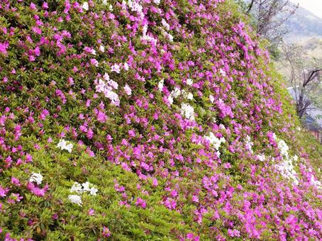 山の斜面のつつじの花々 山の斜面のつつじの花々 つつじ,花,咲くの写真素材