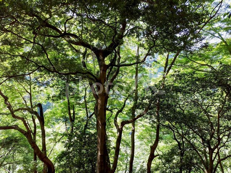森林浴、京都貴船 緑,木,森林浴の写真素材