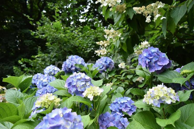 紫陽花　アジサイ　あじさい　青　紫　 紫陽花,アジサイ,あじさいの写真素材