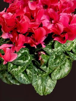 シクラメン シクラメン,飾り付け,ディスプレイの写真素材