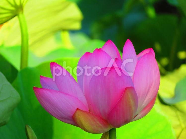 ７月中旬の高月池のハスの花 背景,蓮,ハスの写真素材