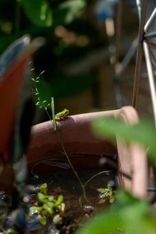 水辺に佇むアマガエル カエル,アマガエル,蛙の写真素材