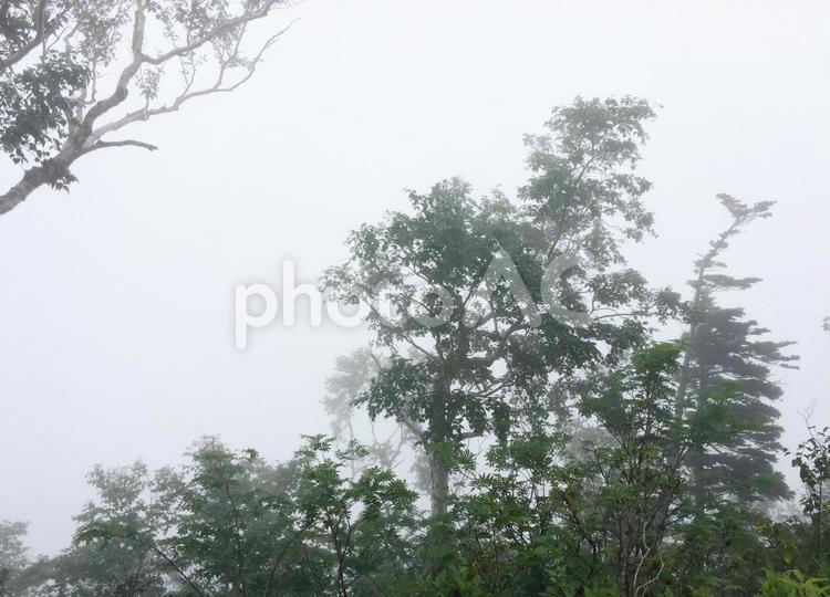 霧　森　空　幻想的 霧,森,幻想的の写真素材
