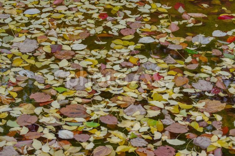 水に浮いた紅葉した落ち葉たち 紅葉,落ち葉,水の写真素材