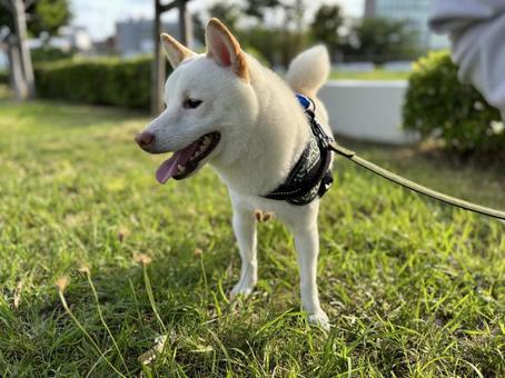 白柴のお散歩 白柴のお散歩 犬,柴犬,白柴の写真素材