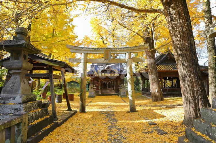 イチョウに囲まれた大分市阿蘇神社 阿蘇神社,イチョウ,紅葉の写真素材