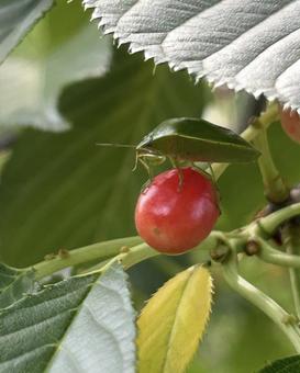 Cherries and stink bugs, JPG Cherries and stink bugs, JPG