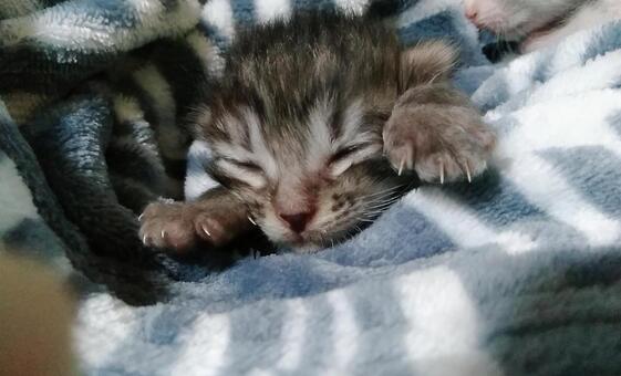 猫の赤ちゃんの写真