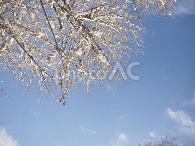 冬の木と青空（北海道札幌市） 木,空,青空の写真素材