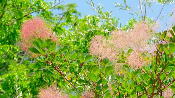 スモークツリーの花たち(ハグマノキ) スモークツリーの花たち(ハグマノキ) スモークツリー,青空,屋外の写真素材