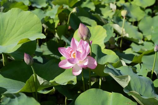 蓮の花 蓮の花の写真
