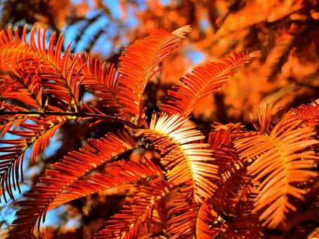 メタセコイアの紅葉 メタセコイア,紅葉,黄金色の写真素材