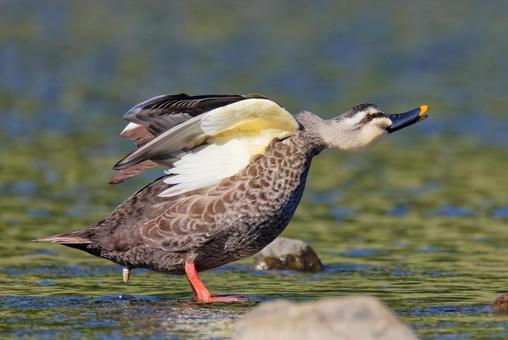 踏ん張って糞をするカルガモ カルガモ,夏留鴨,軽鴨の写真素材