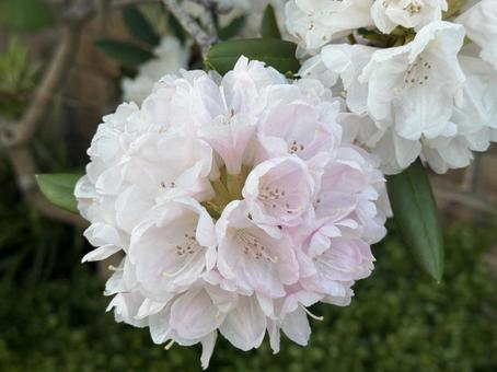 ピンクの花 ピンクの花 秋,ピンクの花,桃色の写真素材