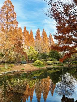 池に反射する紅葉した木々 空,紅葉,池の写真素材