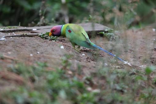 コセイインコ コセイインコの写真