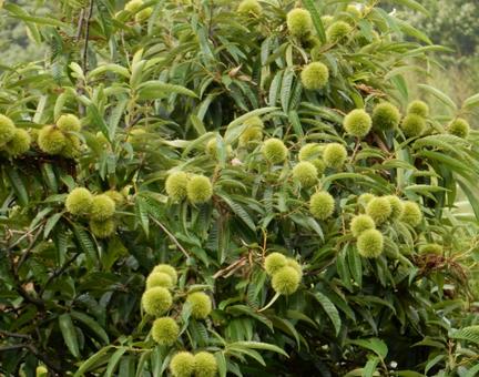 【植物写真】イガグリ(毬栗) 【植物写真】イガグリ(毬栗)の写真