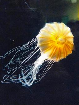 アカクラゲ4天面 クラゲ,アカクラゲ,毒の写真素材
