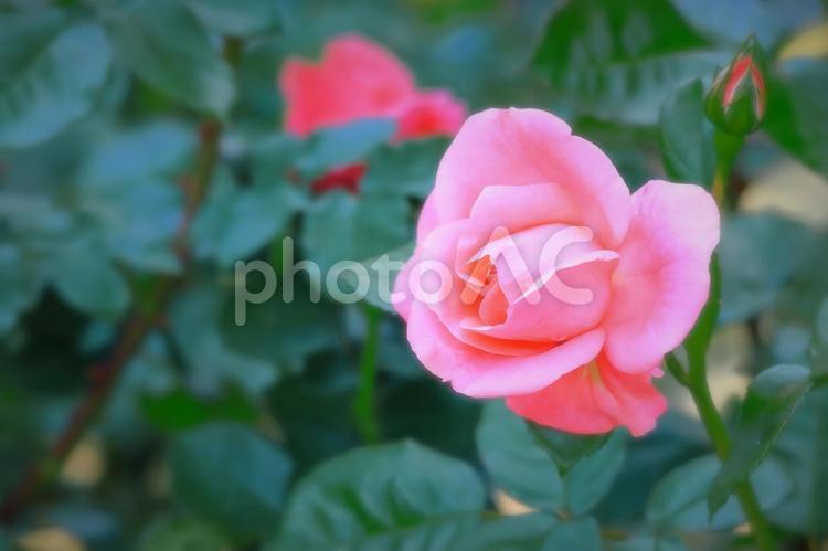 美しいピンクの薔薇の花 植物,花,薔薇の写真素材