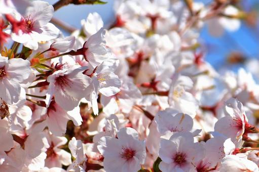 満開の桜 満開の桜 サクラ,春,木の写真素材