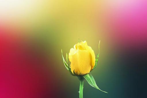 Photo, roses, flower, bud, 