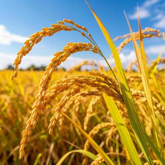 秋の実りを迎えた稲穂　黄金色に輝く田んぼの写真