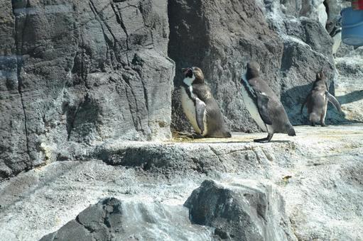 Photo, penguin, magellan penguin, aquarium, 