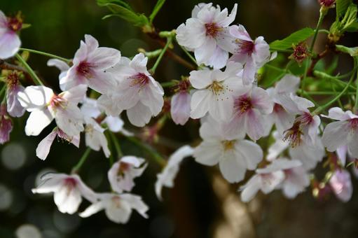桜の花 桜,サクラ,花の写真素材