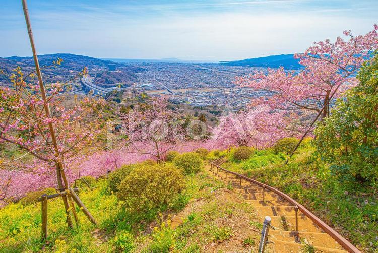 満開の河津桜と街並みを見る絶景 桜,河津桜,さくらの写真素材