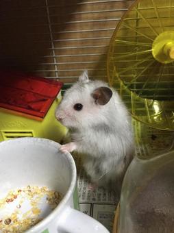 ハムスターの写真