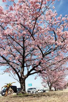 桜 桜 河津桜,さくら,美しいの写真素材