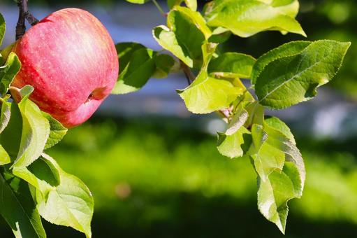 果樹園の赤いリンゴ1つ りんご,果樹園,赤い実の写真素材