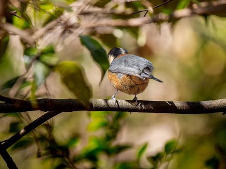 枝にとまるヤマガラ 枝にとまるヤマガラの写真
